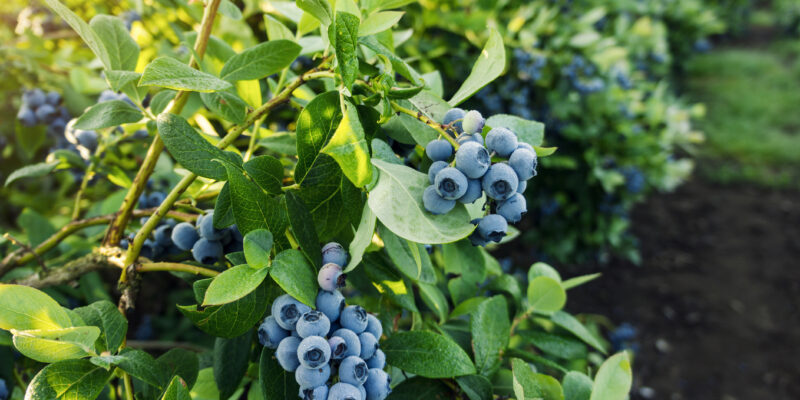 Blueberry bushes with ripe fruit on branches in the foreground with mulched soil and grass in the background